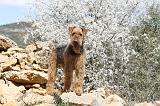 AIREDALE TERRIER 118